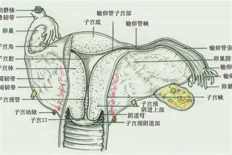 女人的生殖器|内生殖器